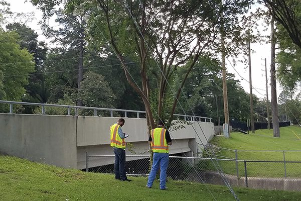 A Rookie’s Guide to Vegetation Management